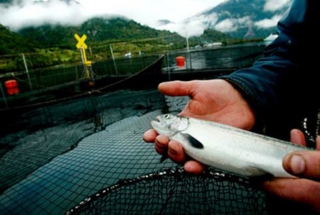 Норвегию считают угрозой российской рыбе