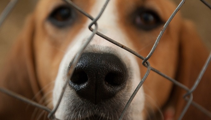 Тверской приют незаконно усыпил более 200 собак в целях экономии