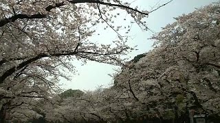 Warmer weather brings crowds to Tokyo cherry blossoms spots earlier than usual