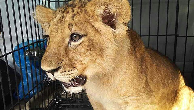 Найденных в прошлом году в Москве двух львят передадут в Липецкий зоопарк