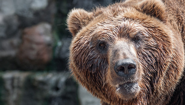 На Камчатке начали просыпаться медведи