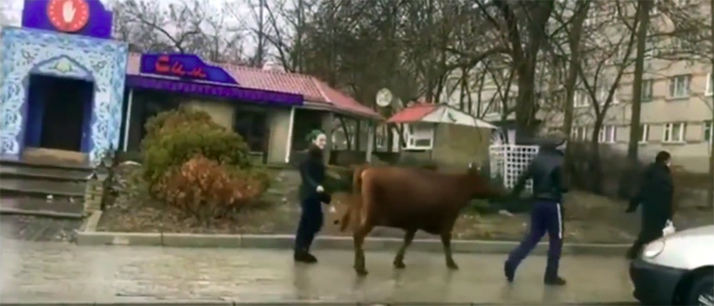 Как в Простоквашино: По центру Донецка корову водили (Видео)