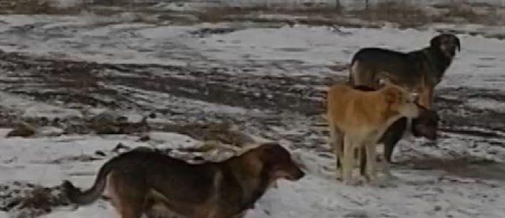 По Донецку бегают своры бездомных собак