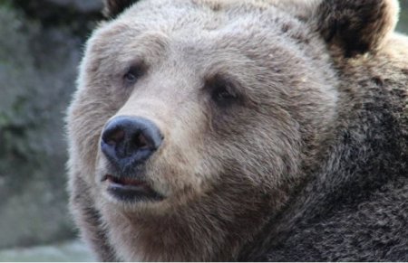 Медведь разнес забор на границе Латвии, пытаясь проникнуть в РФ