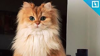 Милые котики и кошечки