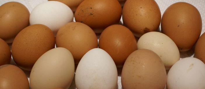 Курицы отказываются нести: в Донецке подорожали яйца