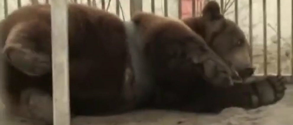 Как в Мариуполе с медведя «корсет» из покрышки снимали (Видео)