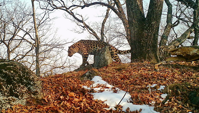 Нацпарк "Земля леопарда" планирует увеличить поток туристов в два раза