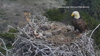 Расположенная в гнезде белоголовых орланов скрытая камера сняла момент землетрясения в Калифорнии