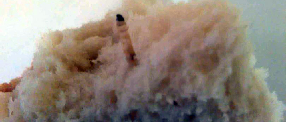 Ого, глазастый: В Донецке представили червя в хлебе (Фото)