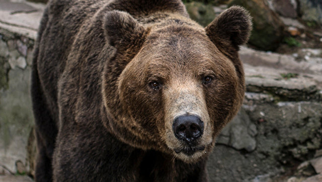 В Московском зоопарке медведи вышли из спячки