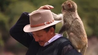 «Отец обезьян»: тибетский дедушка кормит и лечит макак