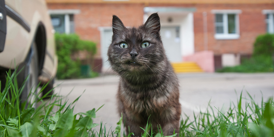 Российских застройщиков обяжут оборудовать подвалы проходами для кошек