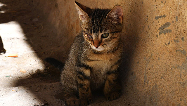 Житель Арзамаса пойдет под суд за жестокое убийство котят и кошки