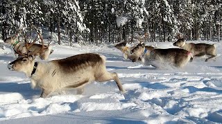 Reindeer herd in Sweden starts moving uphill for the summer