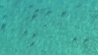 Sharks spotted chasing baitfish off the coast of Australia