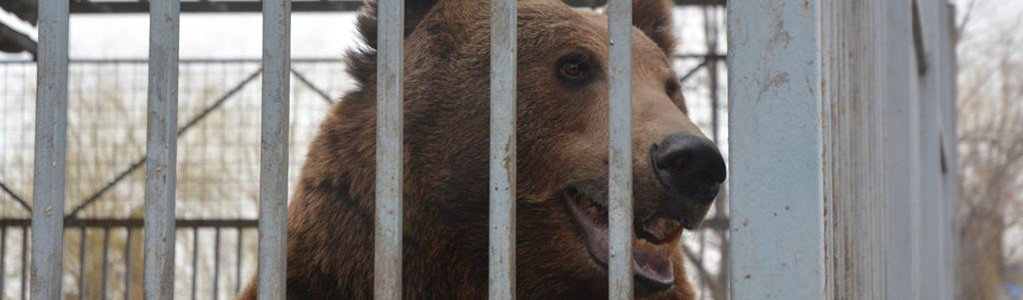 В Мариуполе спасали медведя Потапа, попавшего в ловушку (Фото)