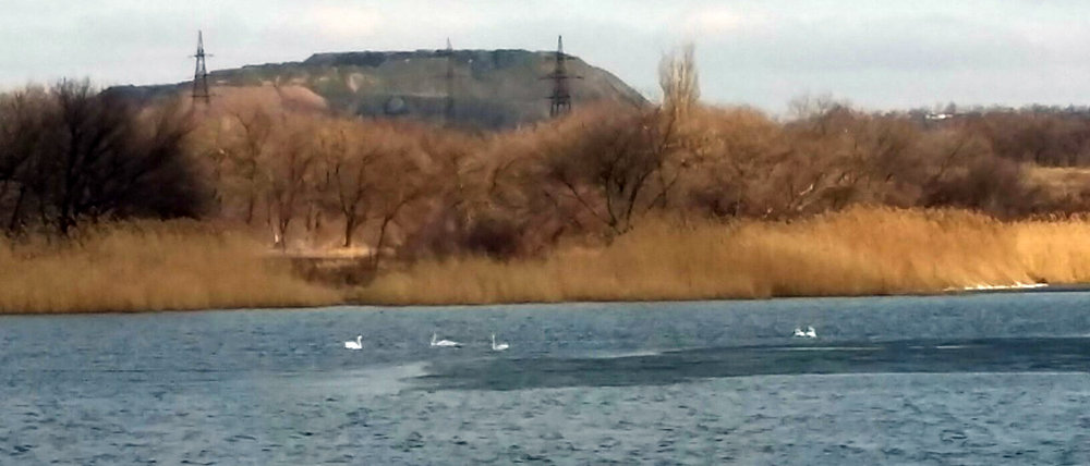 Не было с 2014 года: В Донецк вернулась стая лебедей (Фотофакт)
