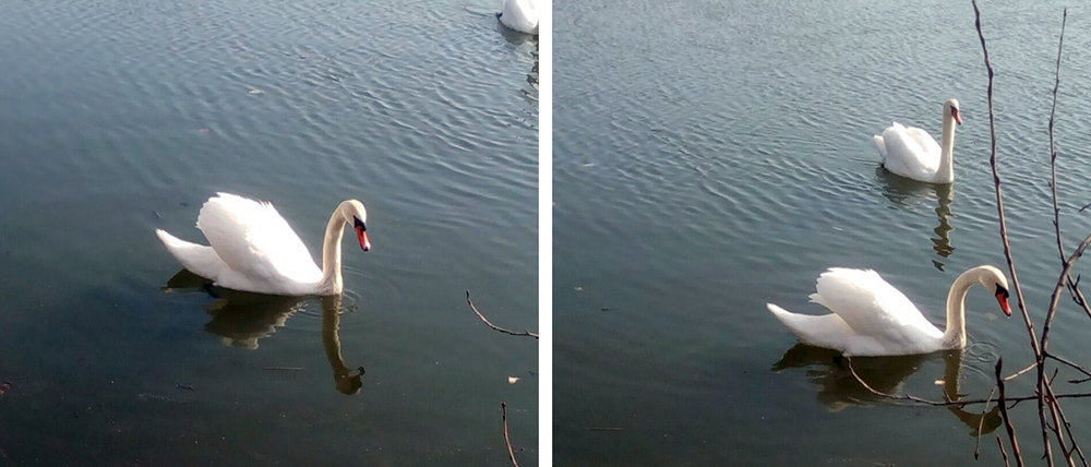 Боже, как красиво: В пруду Макеевки впервые поселились лебеди (Видео)
