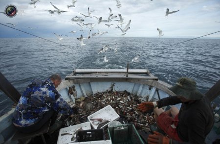 Пограничники Краснодарского края рассказали о задержанных в Азовском море браконьерах