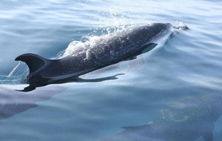 Эксперты прокомментировали информацию о гибели боевых дельфинов в Крыму