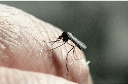 Ученые установили, как комариные укусы влияют на иммунитет