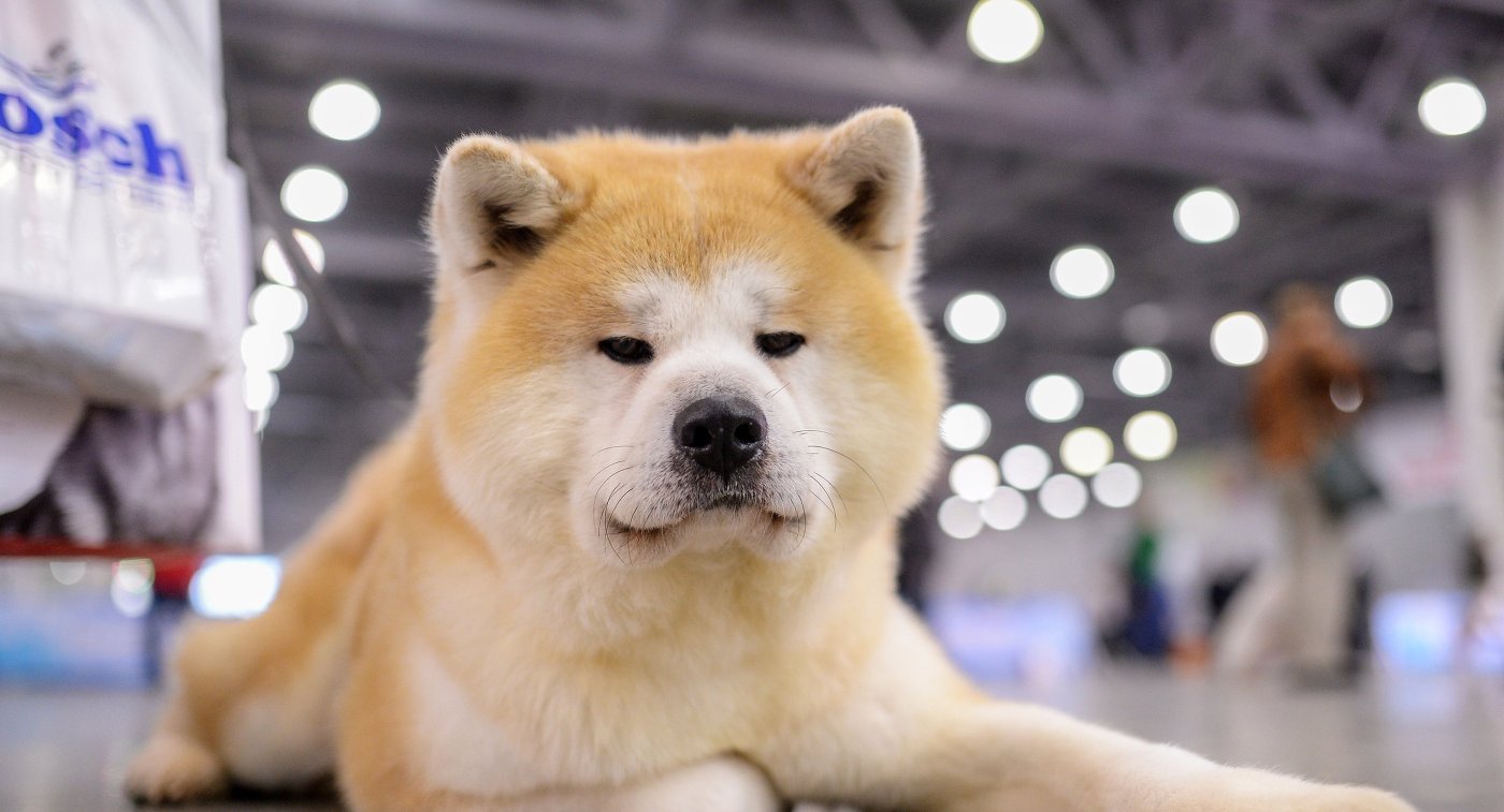 В Японии показали щенка акита-ину, которого подарят Алине Загитовой