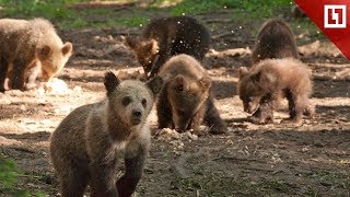 Ясли для мишек-сирот