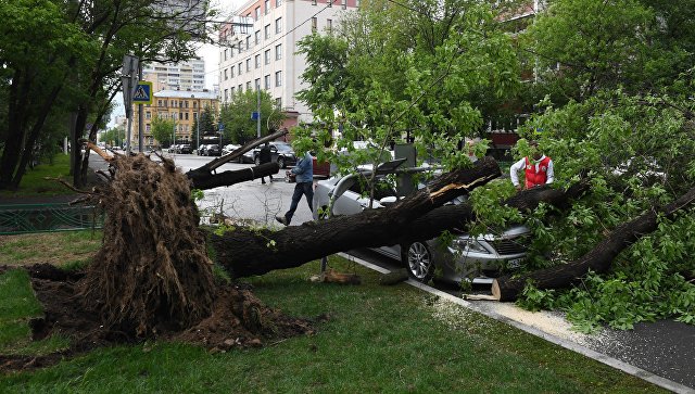 В Москве высадят новые деревья взамен упавших при урагане