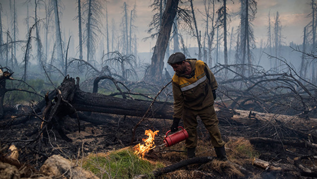Площадь лесных пожаров в России увеличилась в три раза
