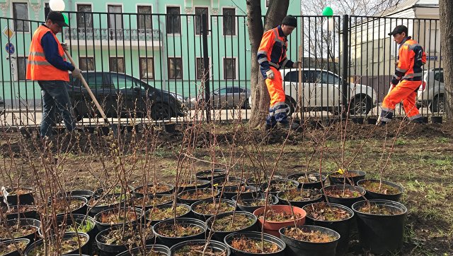 В Москве стартовала заключительная часть весенней акции "Миллион деревьев"