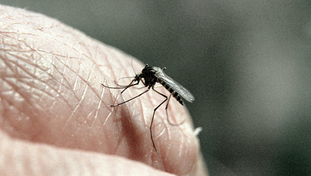 В Воронежской области более 40 человек обратились к медикам после укусов комаров