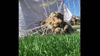 Owl freed from football net