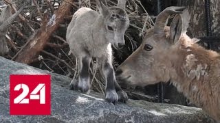 В Московском зоопарке появился на свет детеныш дагестанского тура - Россия 24