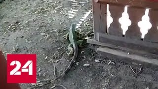В детский сад на юге Москвы забрела игуана - Россия 24