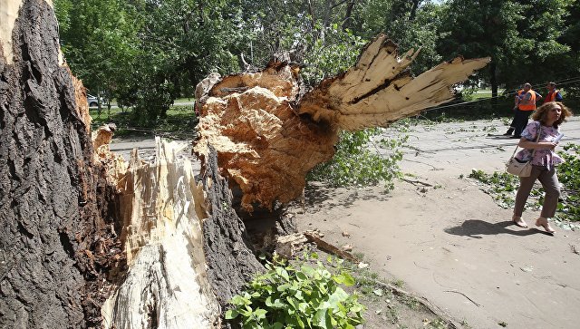 Сильный ветер повалил более 100 деревьев в Москве, сообщил источник