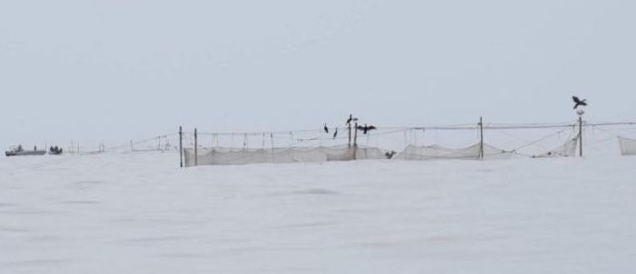 Под Мариуполем массово гибнут бакланы (Фото)