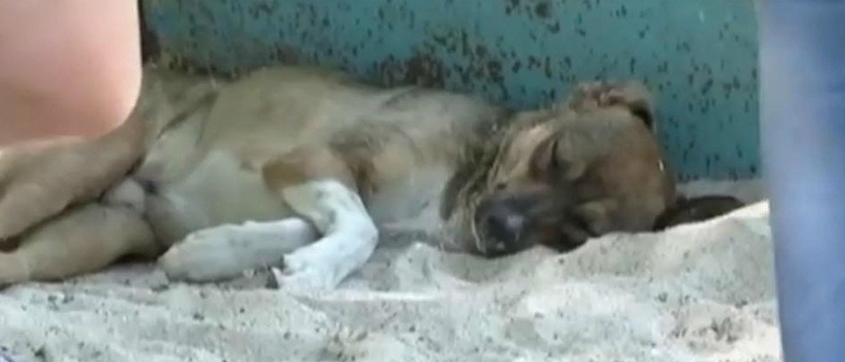 Укусила за лицо: В Мариуполе собаки живут на детской площадке и нападают на малышей (Видео)