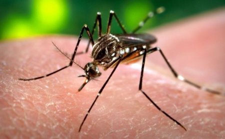 Безболезненный укол: комары смотивировали учёных на разработку новых игл
