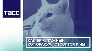 Как эрмитажный кот-оракул готовится к ЧМ