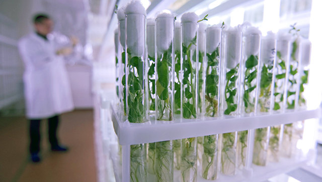 Биологи из МГУ выяснили, как можно замедлить старение растений