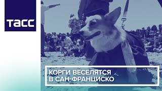 Корги веселятся в Сан-Франциско