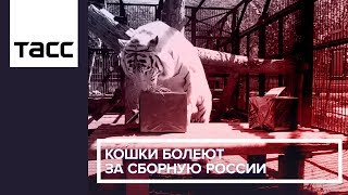 Кошки болеют за сборную России