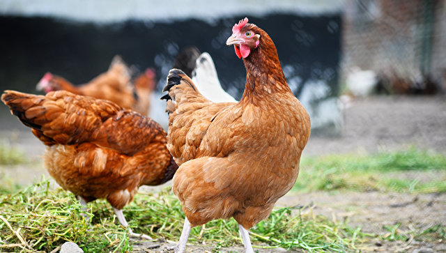 Казахстан запретил ввоз продукции 36 российских птицефабрик