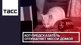 Кот-предсказатель отправляет Месси домой