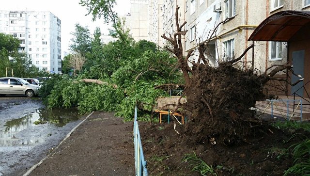 В Оренбурге штормовой ветер повалил более 20 деревьев, два человека пострадали