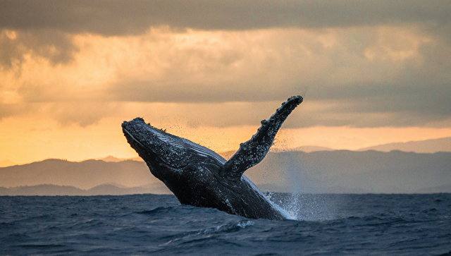 На севере Камчатки погиб горбатый кит, запутавшись в сетях