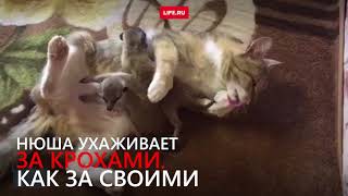 Кошка стала мамой для сурикатов