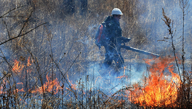 Волгоградца обязали возместить ущерб за лесной пожар от сигаретного окурка
