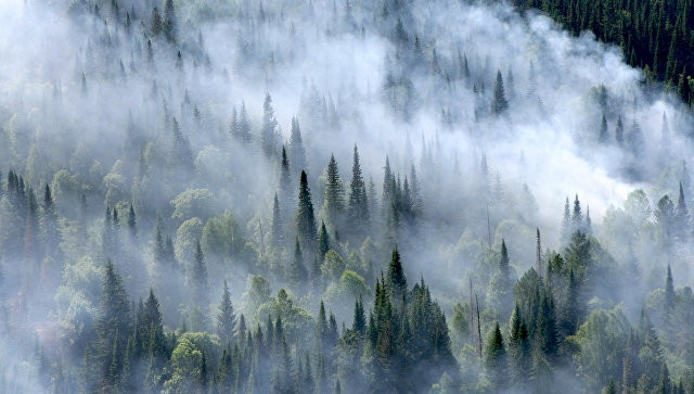 В регионах России тушат лесные пожары на площади 40,6 тысяч гектаров